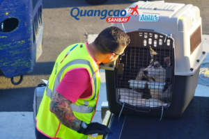 Cập nhật quy định mang thú cưng lên máy quốc tế của các quốc gia