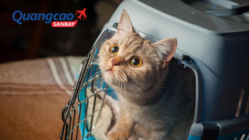 Cho thú cưng làm quen với lồng trước chuyến bay