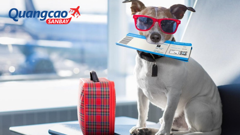 Thú cưng được mang lên máy bay quốc tế nếu đáp ứng đủ các điều kiện