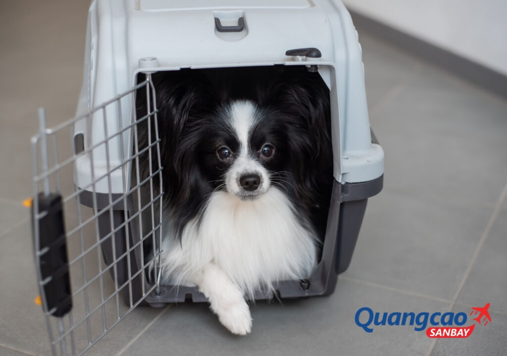 Quy định vận chuyển thú cưng theo hành lý ký gửi